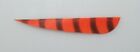 Bearpaw Naturfedern Parabol Barred 4" 12er Pack - kb-bogensport